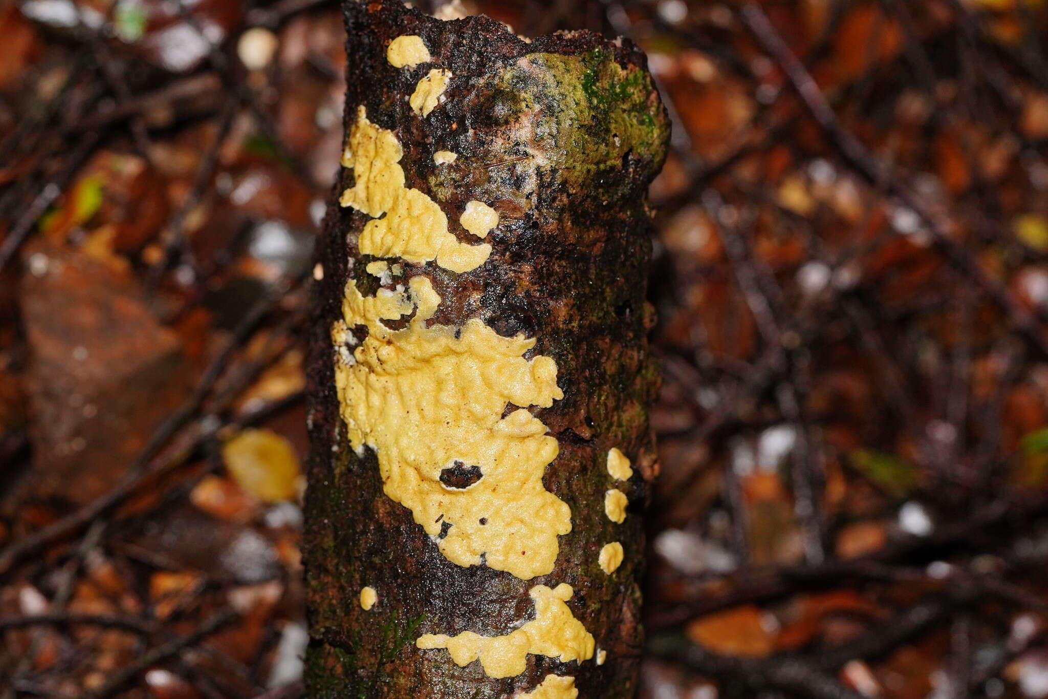 Trichoderma victoriense (Overton) Jaklitsch & Voglmayr 2014的圖片