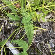 Sivun Achillea millefolium var. borealis (Bong.) Farw. kuva