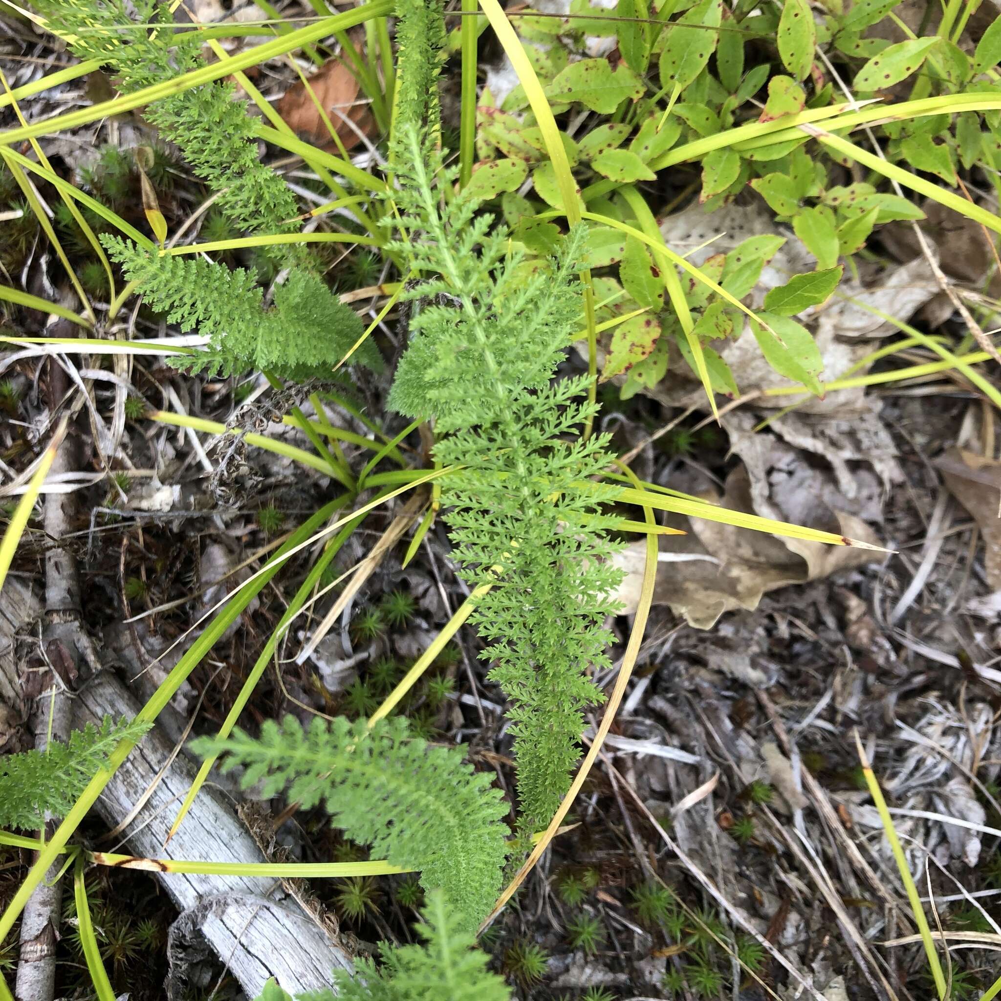 Achillea millefolium var. borealis (Bong.) Farw.的圖片