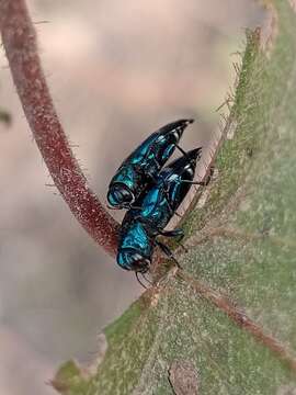 Agrilus acutus (Thunberg 1787) resmi