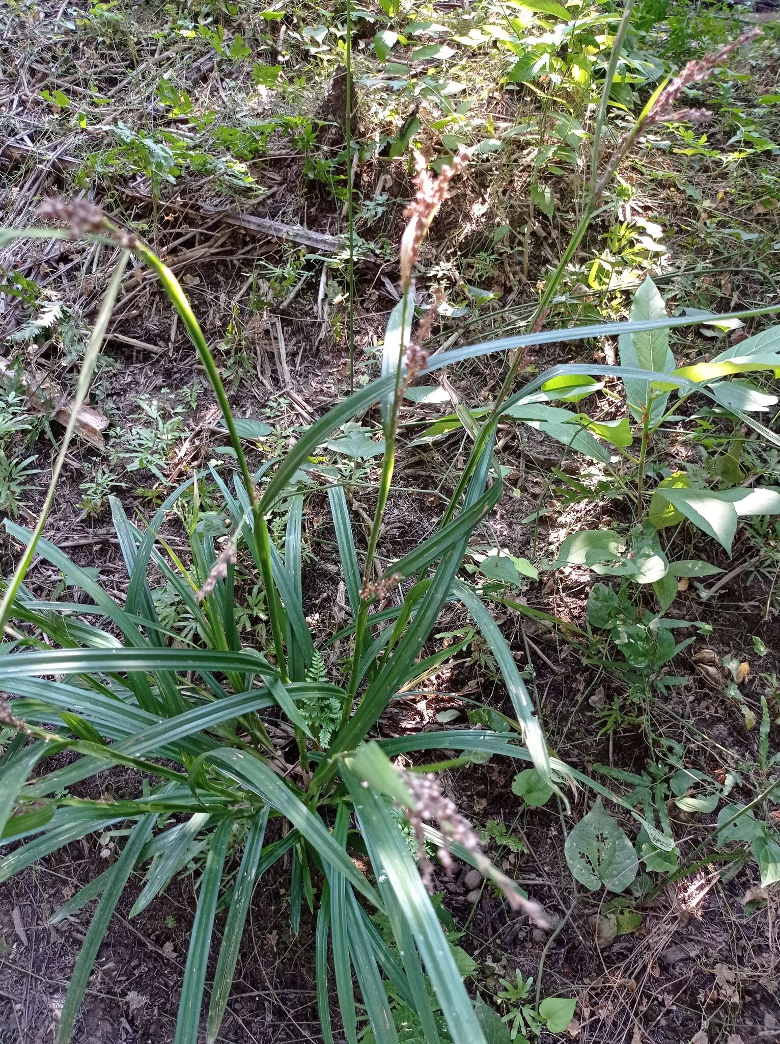 Plancia ëd Scleria gaertneri Raddi