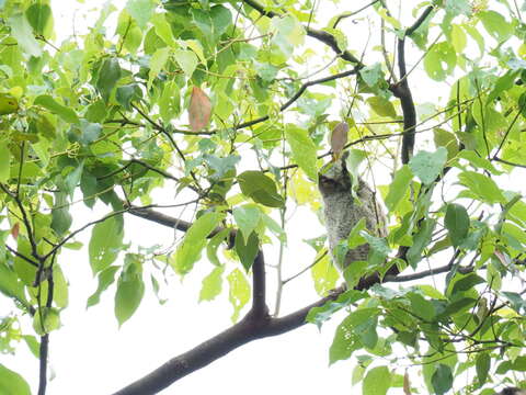 Image of Otus lettia glabripes (Swinhoe 1870)