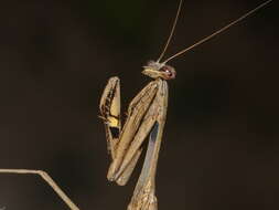 Image of Statilia nemoralis Saussure 1870