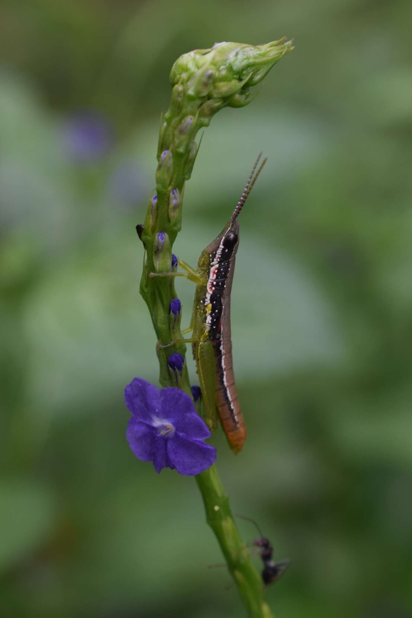 Plancia ëd Orthacris (Orthacris) ceylonica (Kirby & W. F. 1914)