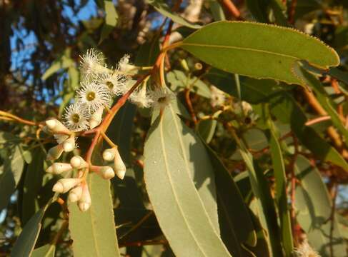 Image of Eucalyptus fasciculosa F. Müll.