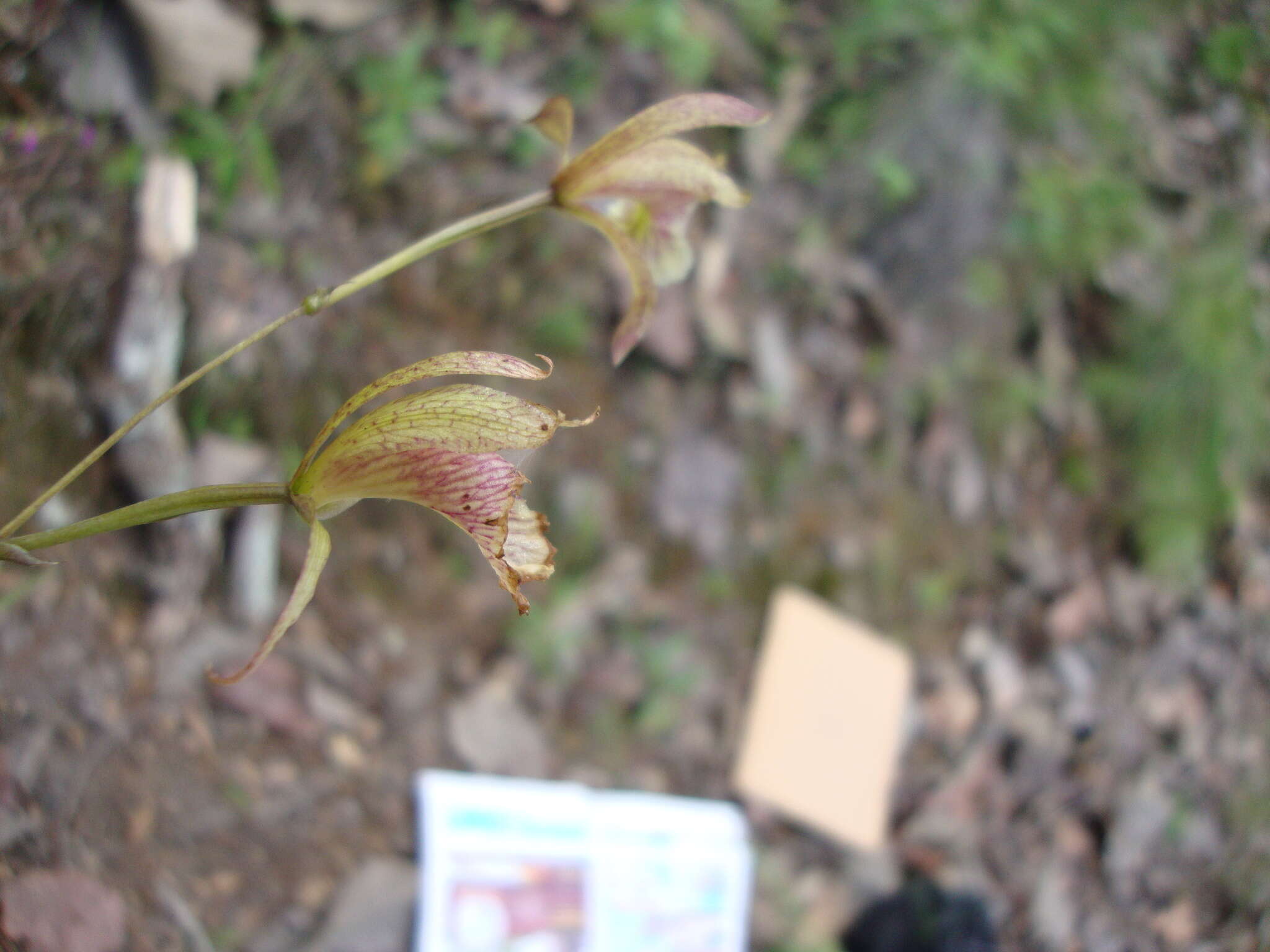 Image of Bletia ensifolia L. O. Williams