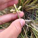 Image of Blumenbachia dissecta (Hook. & Arn.) Weigend & Grau