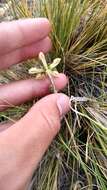 Image of Blumenbachia dissecta (Hook. & Arn.) Weigend & Grau