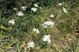 Imagem de Ornithogalum arabicum L.