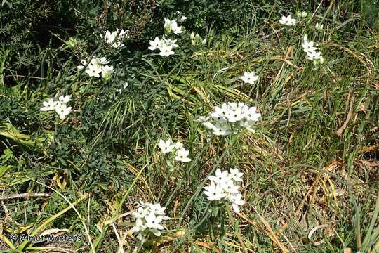 Image of Ornithogalum arabicum L.