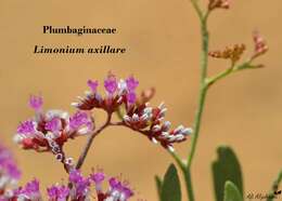 Imagem de Limonium axillare (Forsk.) O. Kuntze