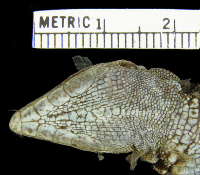 269.r67623 p ocellatus p hv jpg.580x360