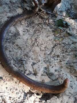 Image of Red Worm Lizard