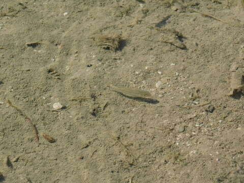 Image of twoline pupfish