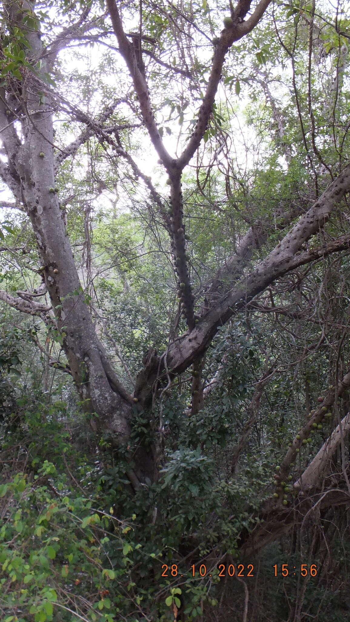 Image of Knobbly fig