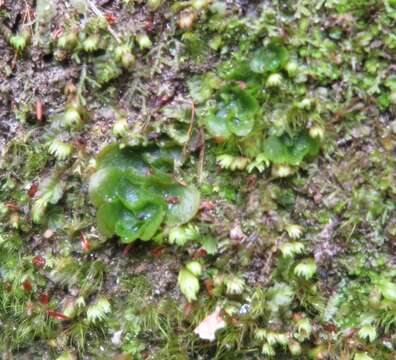 Image de Treubia lacunosa (Colenso) Prosk.