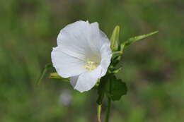 Image of Cienfuegosia humbertiana (Hochr.) Fryxell