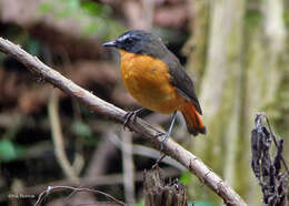 Image of Mountain Robin-Chat