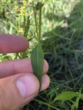 Galinsoga parviflora var. semicalva A. Gray resmi