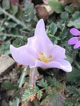 Image of Colchicum trigynum (Steven ex Adam) Stearn