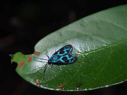 Image of <i>Clelea formosana</i>