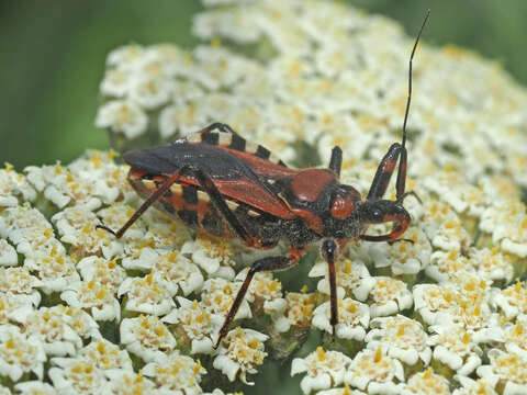 صورة Rhynocoris iracundus (Poda 1761)