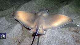 Image of Common Eagle Ray