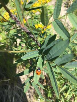 صورة Coccinella transversoguttata Faldermann 1835