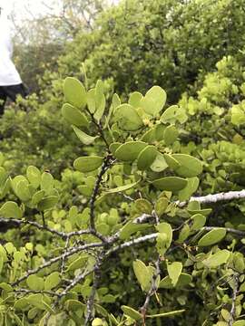 Image of Tricerma octogonum (L)