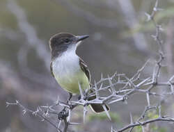 Image of Stolid Flycatcher