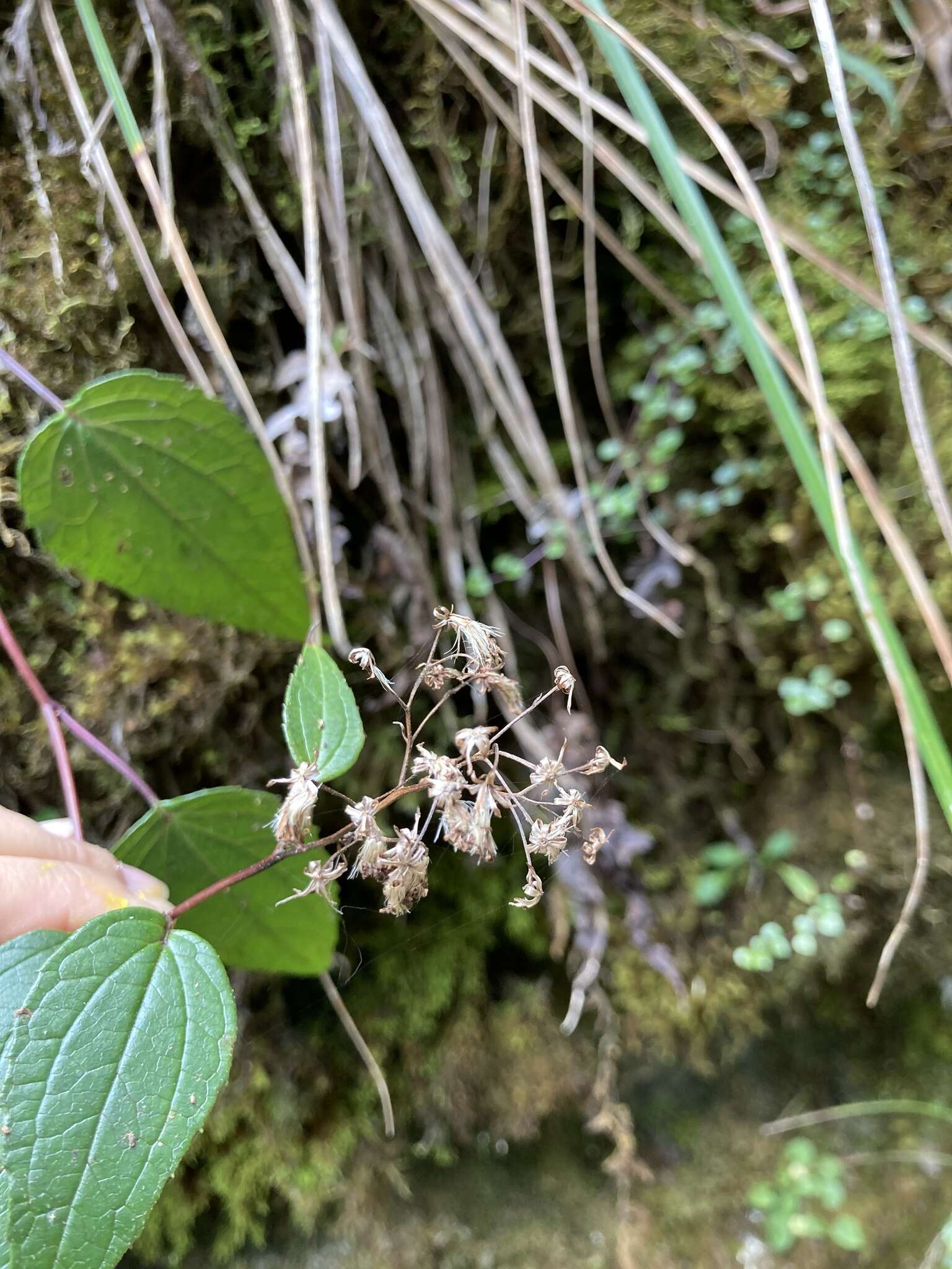 Image of Aster formosanus Hayata