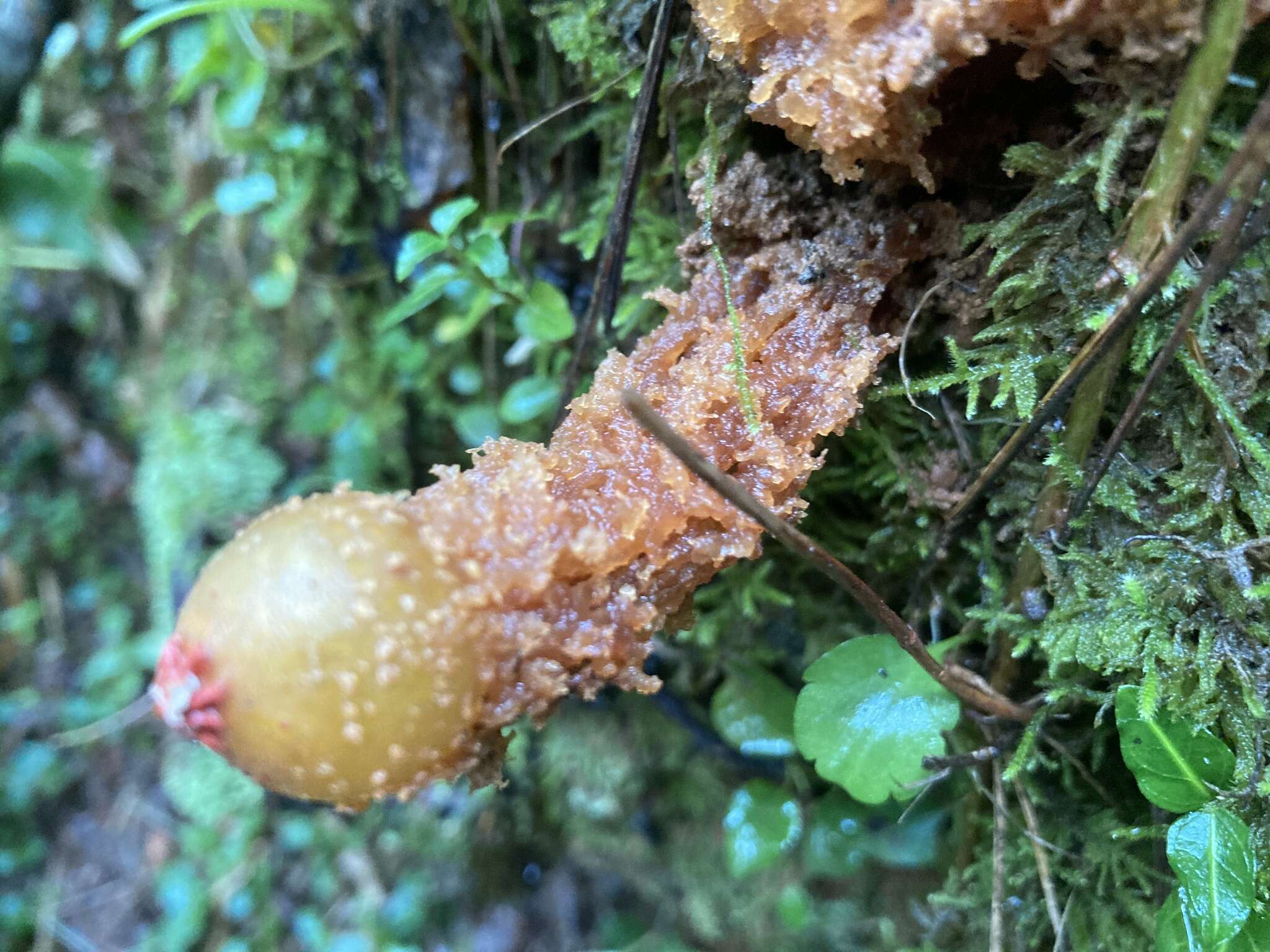 Sivun Calostoma ravenelii (Berk.) Massee 1888 kuva