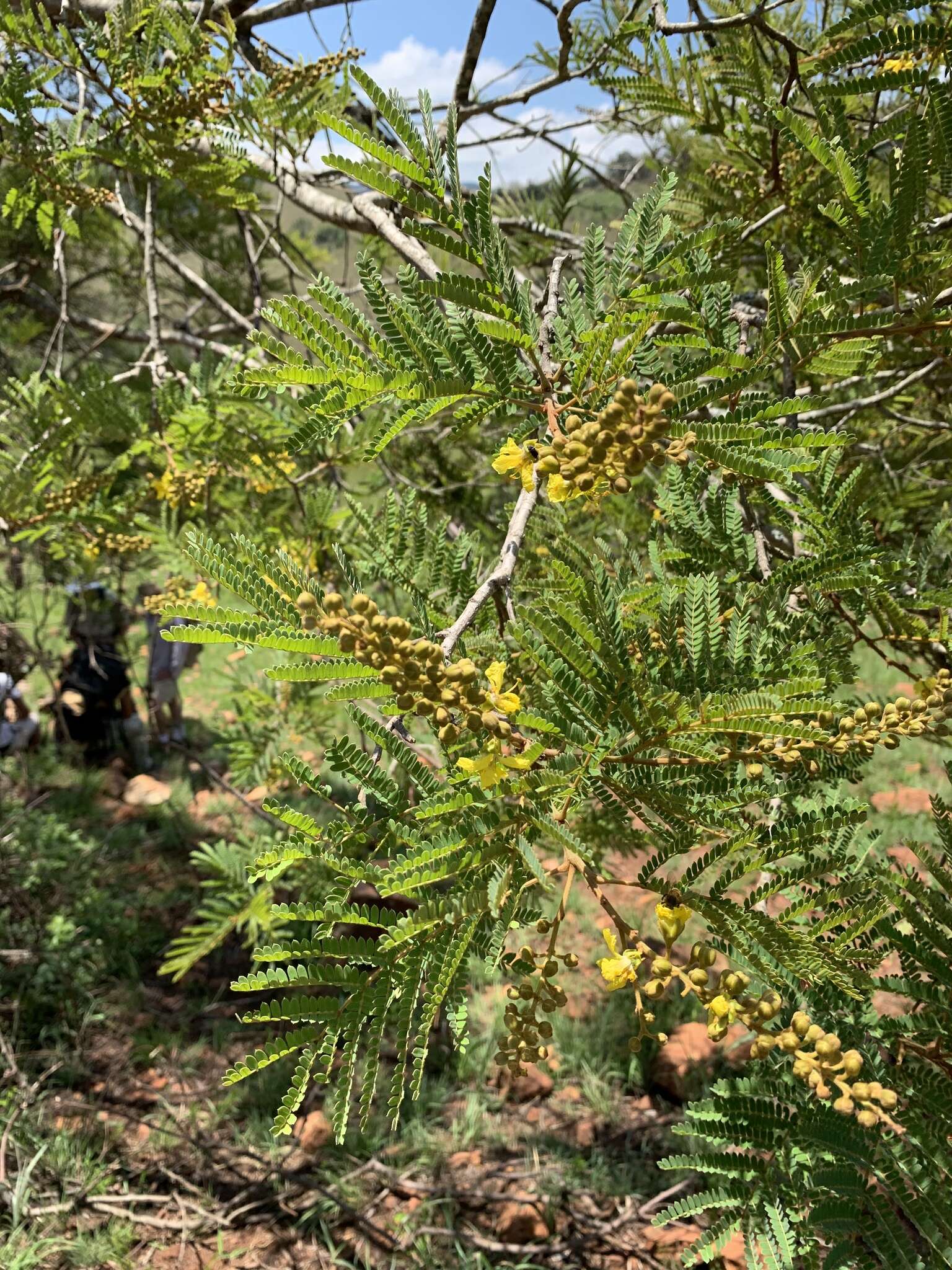 Image of African weeping-wattle