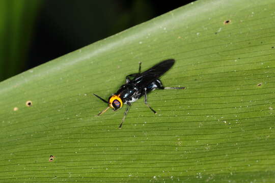 Image of Cyphomyia wiedemanni Gerstaecker 1857