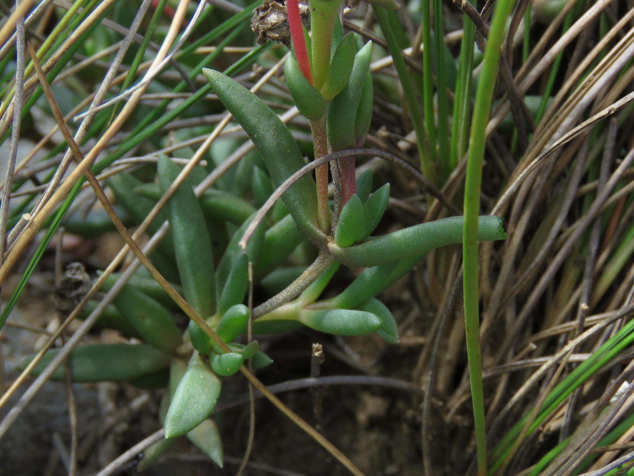 Image of Delosperma brevisepalum L. Bol.