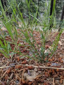 Image of New Mexico yellow flax