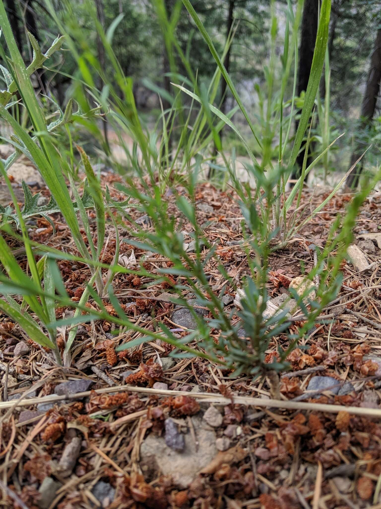 Linum neomexicanum Greene resmi