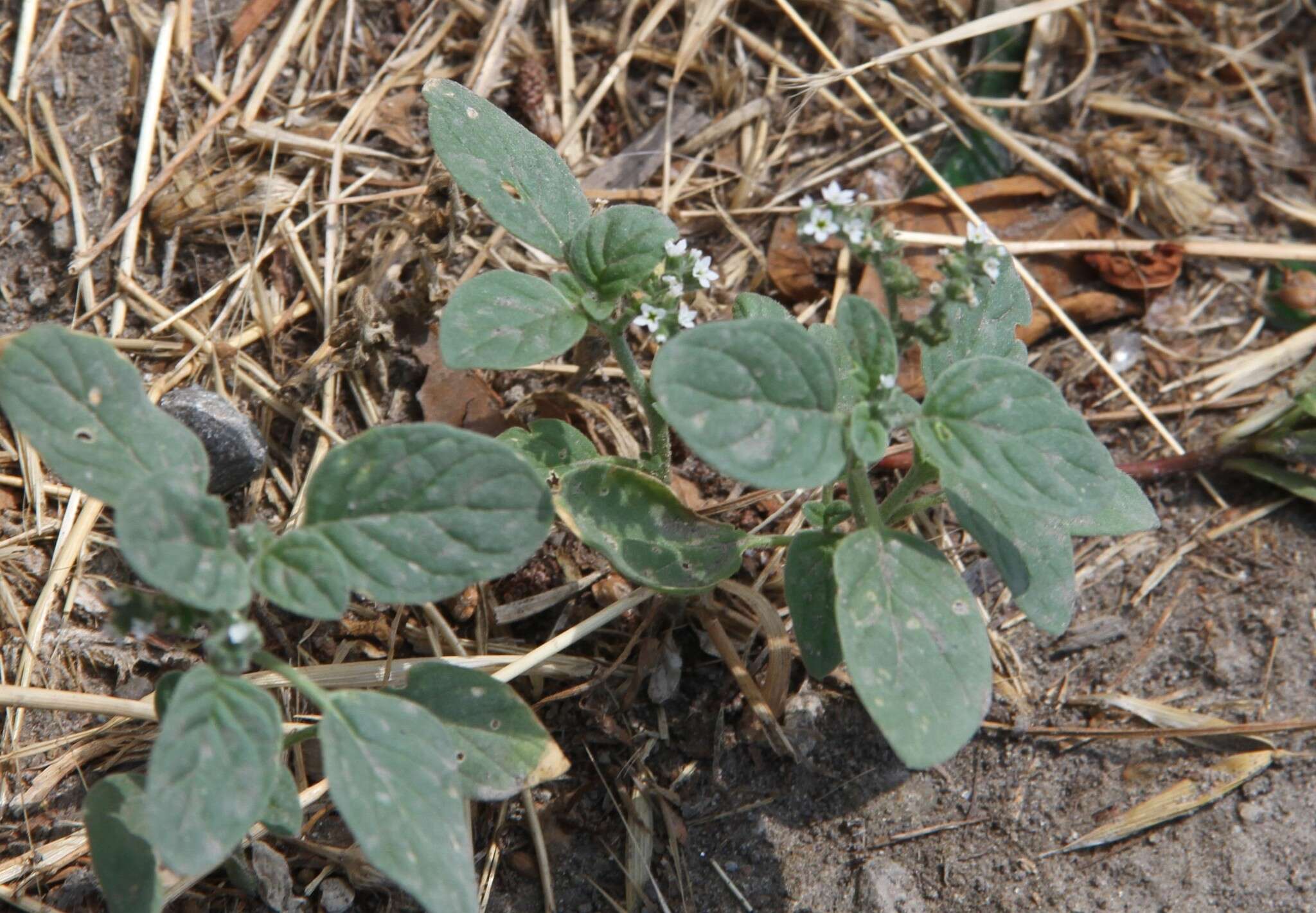 Imagem de Heliotropium ellipticum Ledeb.