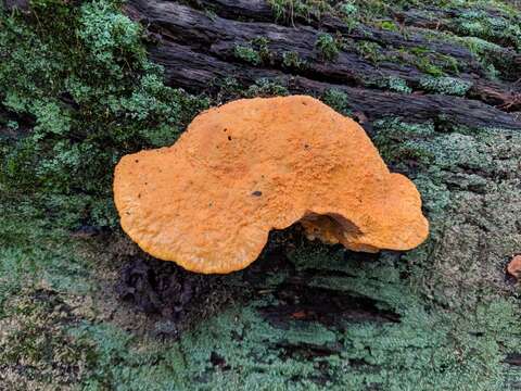 Image de Polypore safran