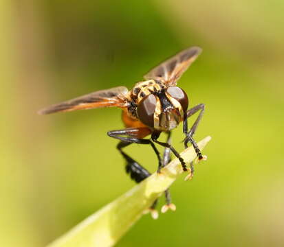 Image of Trichopoda pictipennis Bigot 1876