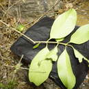 صورة Priogymnanthus apertus (B. Ståhl) P. S. Green