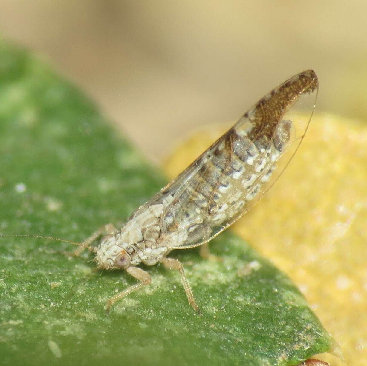 Image of Leuronota maculata (Crawford 1910)