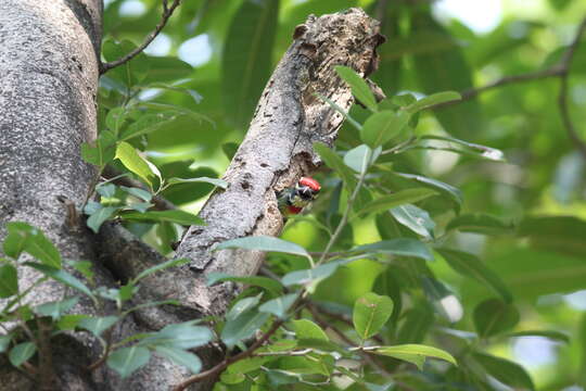 Psilopogon haemacephalus indicus (Latham 1790) resmi