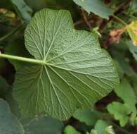 Image of Pelargonium papilionaceum (L.) L'Her. ex Ait.