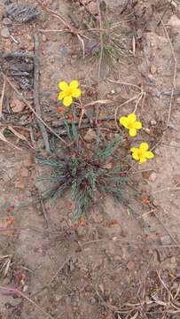 Imagem de Linum ramosissimum C. Gay