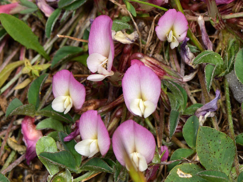 Image de Trifolium uniflorum L.