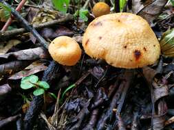 Image of Marasmius cladophyllus Berk. 1856