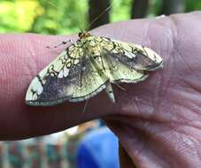 Image of Basswood Leafroller