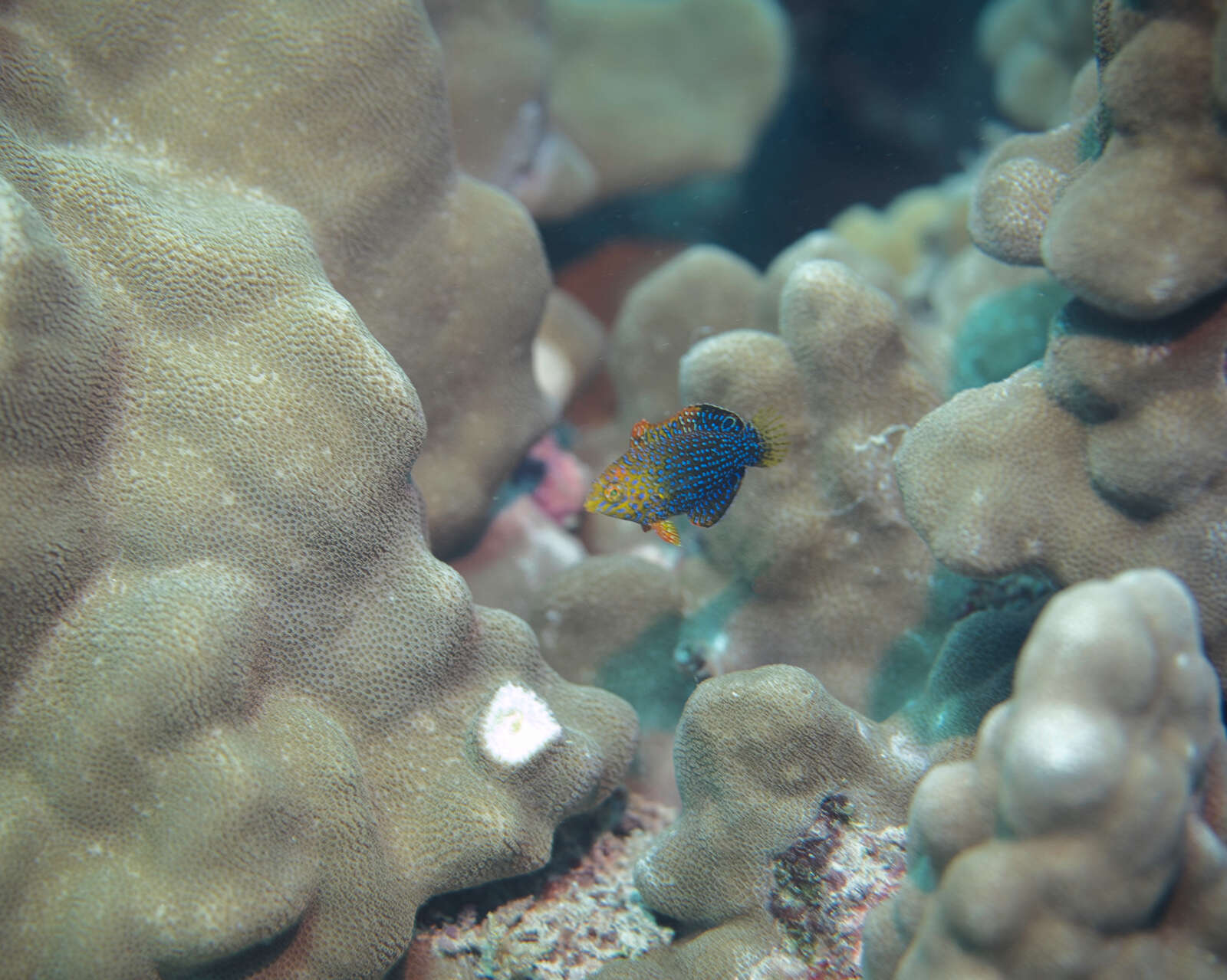 Image of Geoffroy's wrasse