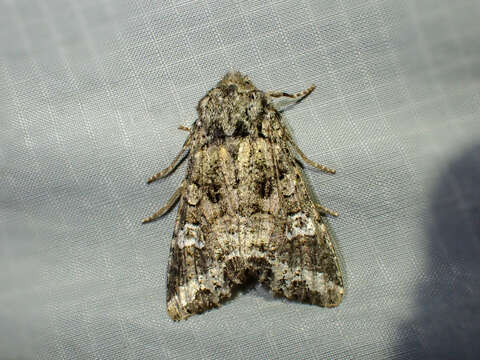 Image of Bertha armyworm